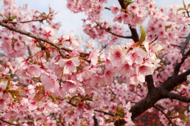 Japonya 'da bahar mevsiminde Sakura ya da shidari ume çiçekleri.