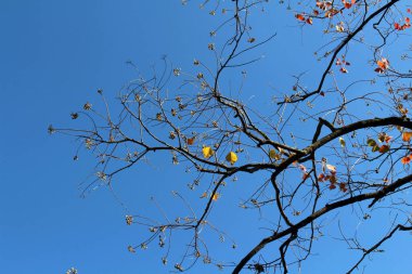 Japonya 'da bahar mevsiminde dallarda çiçek açan ginkgo yaprakları.