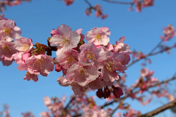 Квіти Сакури Або Сідарі Цвітуть Рожевими Під Час Весняного Сезону — стокове фото