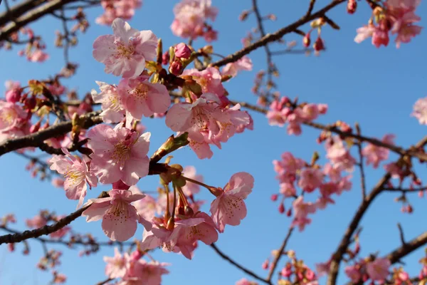 Sakura Lub Shidari Ume Kwiaty Kwitnące Różowy Podczas Sezonu Wiosennego — Zdjęcie stockowe