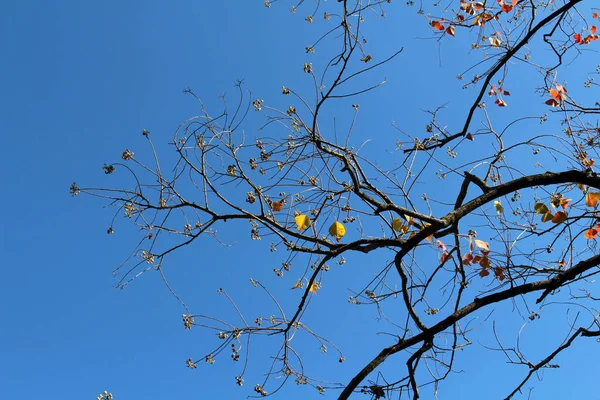 Japonya Bahar Mevsiminde Dallarda Çiçek Açan Ginkgo Yaprakları — Stok fotoğraf