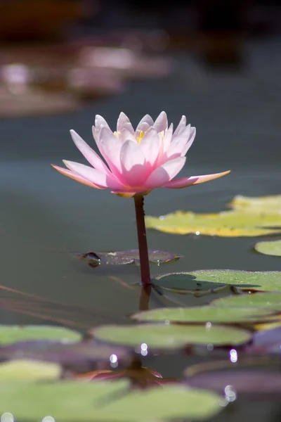 Bright pink water lily in a summer pond