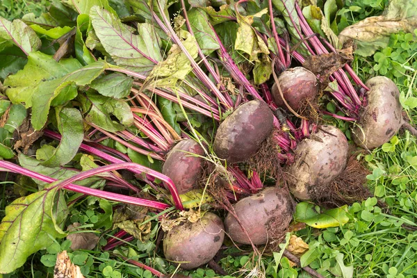 Beet harvest on the grass in the garden