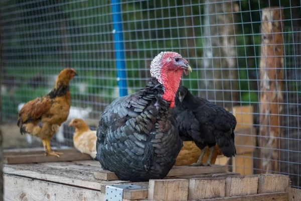 A few chickens (Gallus) and a turkey (Meleagris) sitting on a  wooden crate in the pen among the trees.