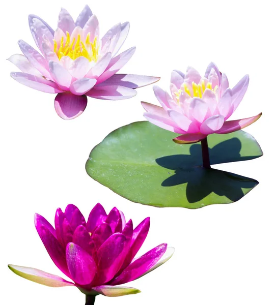 Maroon and pink water lily