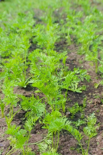 Sprouts of young carrots on a sunny day in the garden. Agriculture, cultivation of root crops