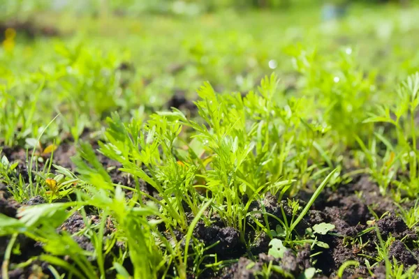 Sprouts of young carrots on a sunny day in the garden. Agriculture, cultivation of root crops