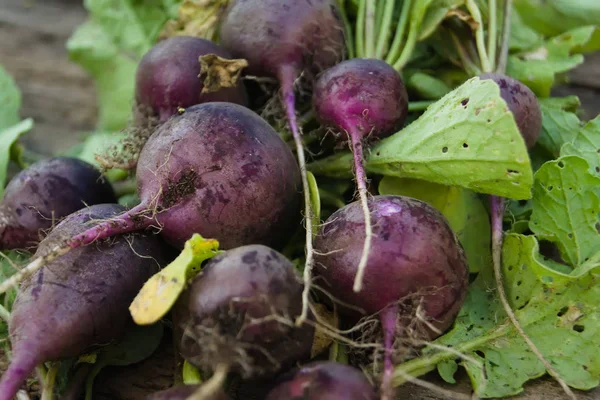 Crop of dark purple radish on a wooden table. Agriculture concept, cultivated root vegetables