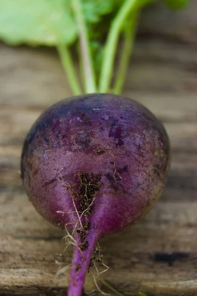 Crop of dark purple radish on a wooden table. Agriculture concept, cultivated root vegetables