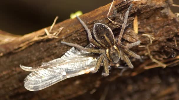 Dolomedes spider eats a dragonfly sitting on a board. Insect wild life — Stock Footage Dolomedes spider eats a dragonfly sitting on a board. Insect wild life Video Clip