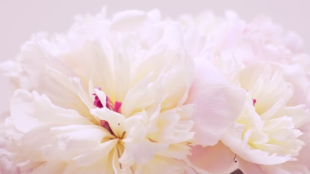 A bouquet of white-pink peonies. Natural floral background. Valentines day concept, wedding background