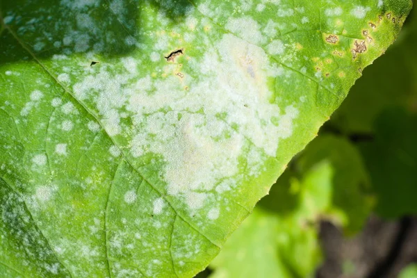 Powdery mildew on a leaf of pumpkin. Garden plant diseases — Stock Image Powdery mildew on a leaf of pumpkin. Garden plant diseases Royalty Free Stock Images