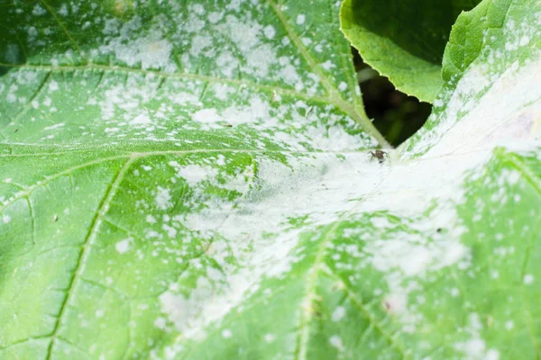 Powdery mildew on a leaf of pumpkin. Garden plant diseases — Stock Image Powdery mildew on a leaf of pumpkin. Garden plant diseases Stock Picture