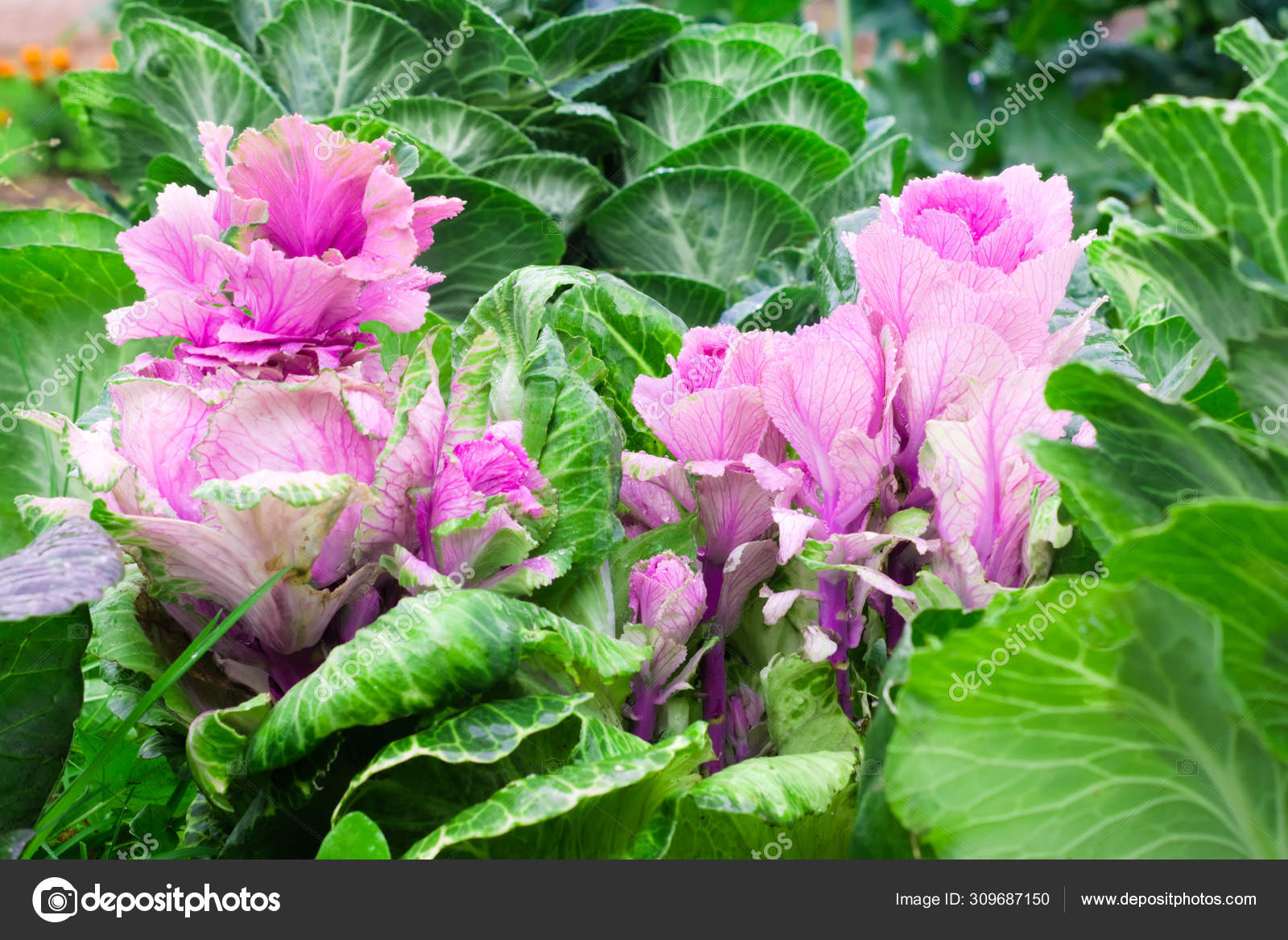 庭の美しいピンクグリーンの装飾キャベツ ナチュラル F ストック写真 C Elena281