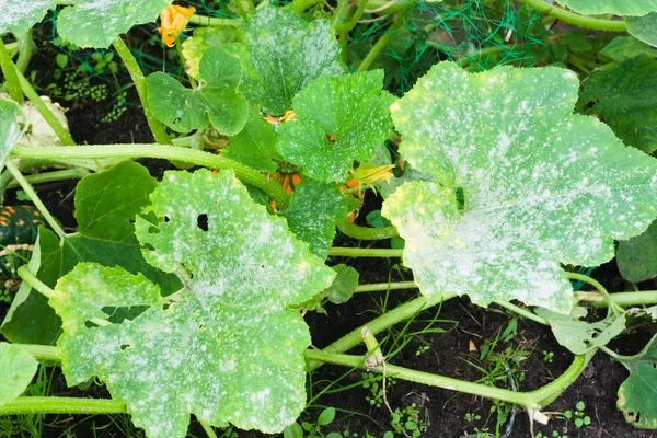Powdery mildew on a leaf of pumpkin. Garden plant diseases — Stock Image Powdery mildew on a leaf of pumpkin. Garden plant diseases Royalty Free Stock Images