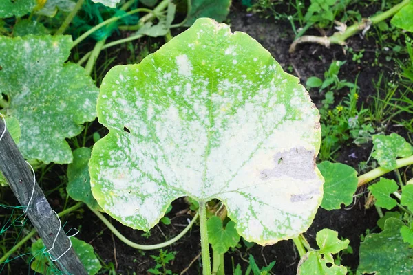 Powdery mildew on a leaf of pumpkin. Garden plant diseases — Stock Image Powdery mildew on a leaf of pumpkin. Garden plant diseases Stock Picture