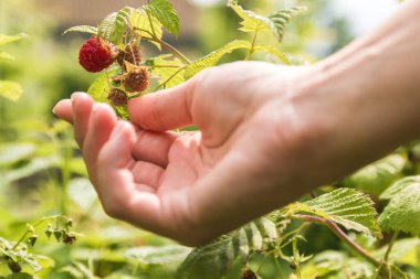 Yağmurdan sonra evcil bahçede olgun ve çiğ organik ahududu
