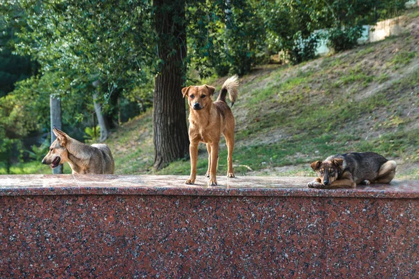Amigável Abandonado Rua Sem Teto Cães Pacificamente Colocar Ficar Uma — Fotografia de Stock