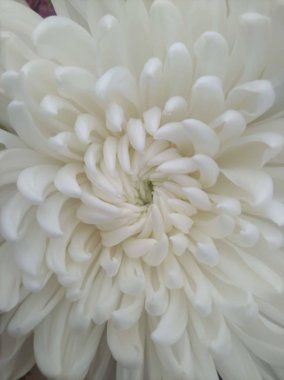 çiçek açan desen mono