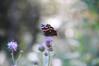 çiçek açan çiçek üzerinde buuterfly