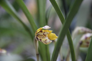 Masdevally orkide çiçek açan