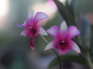 Tropik Orkide çiçek açan çiçek