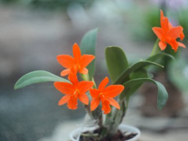 Tropik Orkide çiçek açan çiçek