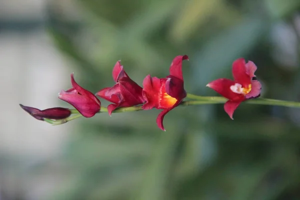 Fleur Tropique Orchidée Fleurissant — Photo
