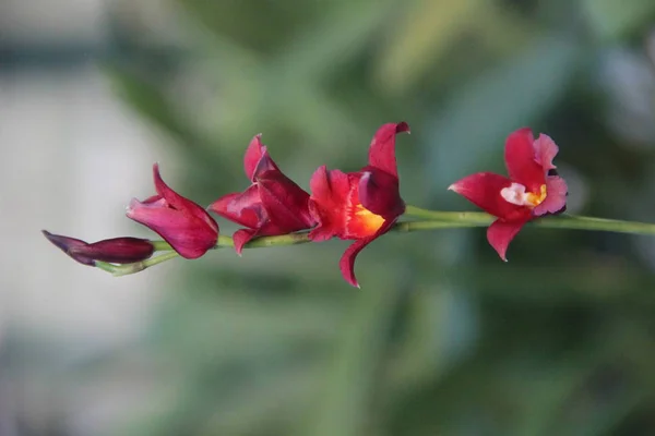 熱帯蘭の花が咲く — ストック写真