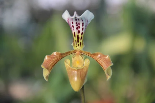 Tropische Orchideenblüte — Stockfoto