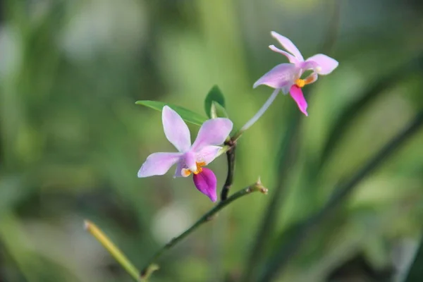 Цветение Тропической Орхидеи — стоковое фото