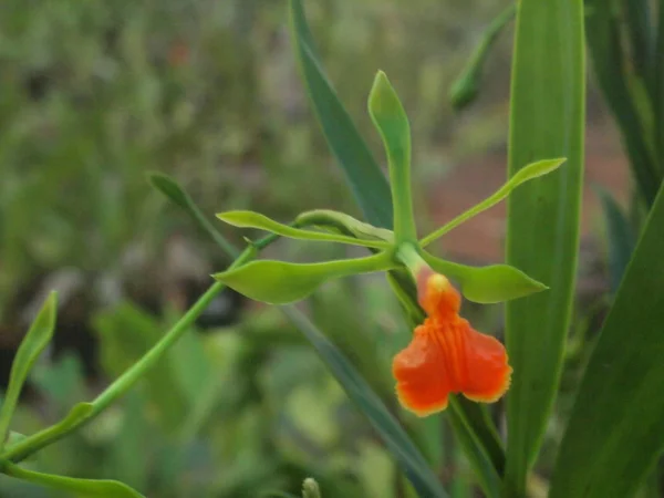 Fiore Orchidea Tropicale Fioritura — Foto Stock