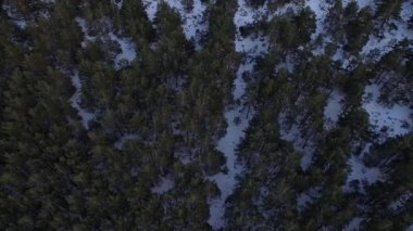 Sinematografik yükü üzerinden kar yağışı karlı çam ormanı vurdu