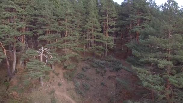 Cinématographique au-dessus de la forêt de pins neigeux 