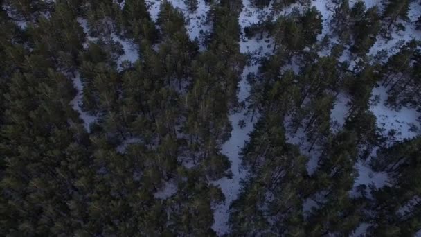 雪松森雪上映画のオーバーヘッドのショット — ストック動画