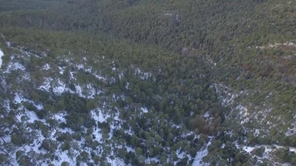 Kamerafahrt Über Verschneiten Kiefernwald Bei Schneefall — Stockvideo