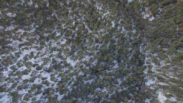 Fotografía Aérea Sobre Bosque Pinos Nevados Nevando — Vídeos de Stock
