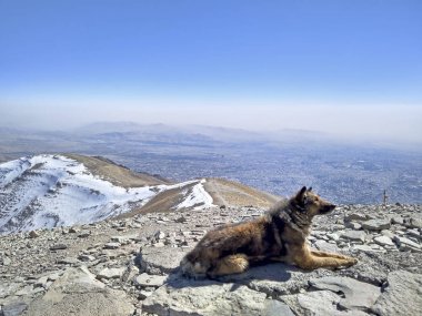 Alborz dağlarında Tahran panoramik manzaralı Tochal zirvesinin üstünde köpek