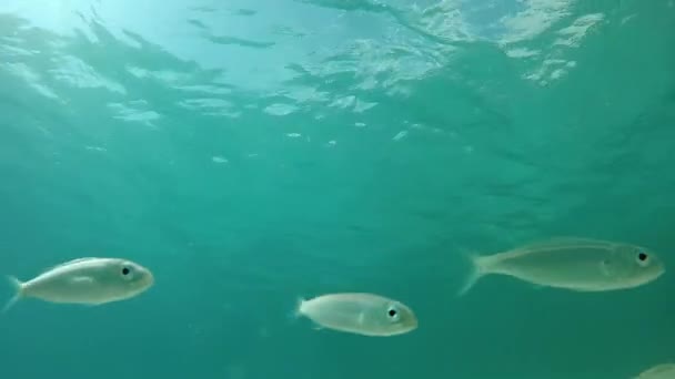 水下鱼在亚得里亚海向相机驶去 — 图库视频影像