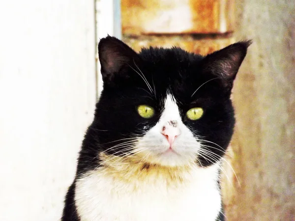 Stará Mužská Kočka Třelýma Zelenými Očima — Stock fotografie