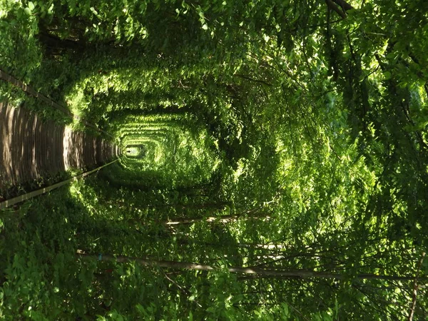 Beautiful tunnel of love in western Ukraine next to city Klevan