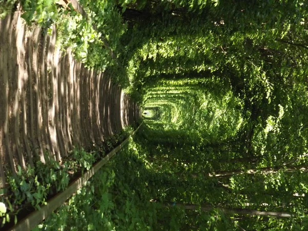 Beautiful tunnel of love in western Ukraine next to city Klevan