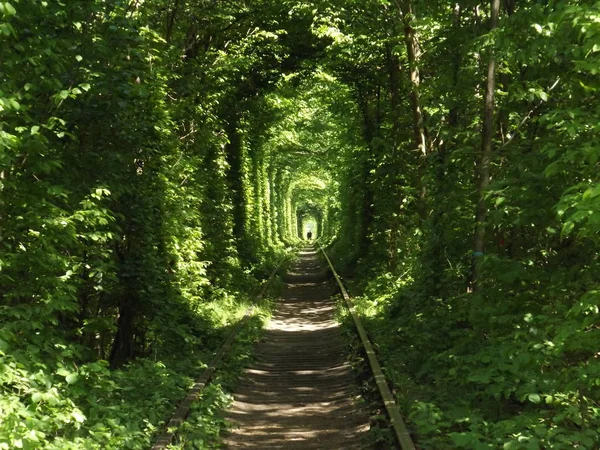 Beautiful tunnel of love in western Ukraine next to city Klevan