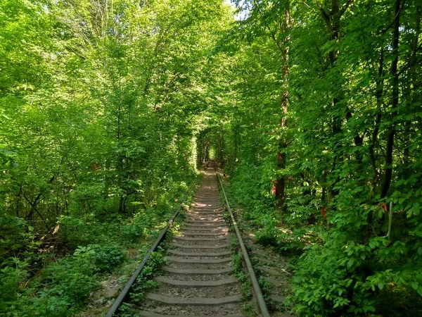 Hermoso Túnel Amor Oeste Ucrania Junto Ciudad Klevan — Foto de Stock