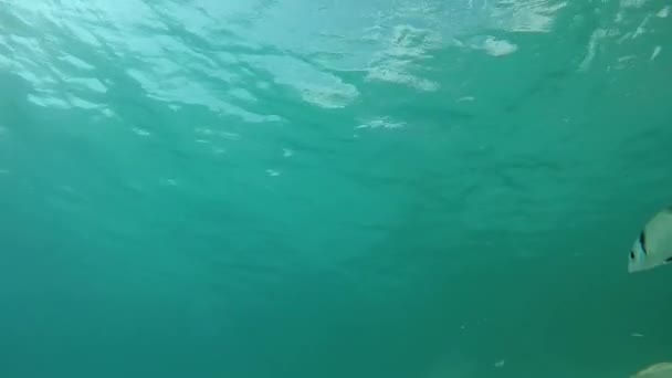 亚得里亚海游泳的鱼群的水下景观 — 图库视频影像