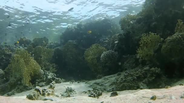 Дивовижні Коралові Рифи Червоному Морі Близько Йорданії Узбережжя Ідеально Підходить — стокове відео