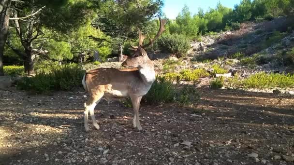 Fallow Deer Dama Dama Ruminant Mammal Belonging Family Cervidae Animal — Stock Video