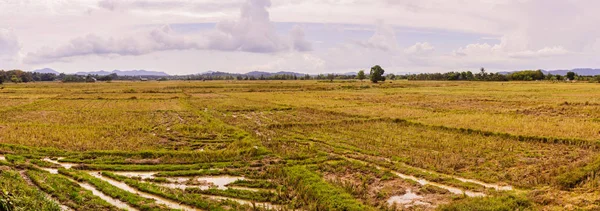 Panorama vista do campo de arroz vazio na zona rural da Tailândia — Fotografia de Stock