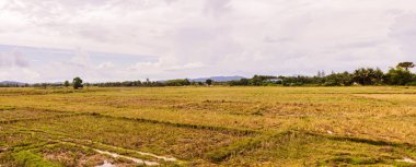 Tayland kırsalında boş pirinç tarlasının Panorama görünümü