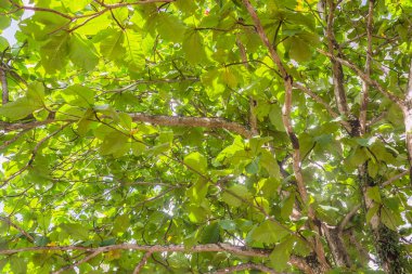 Terminalia catappa yeşil yaprakları arka plan